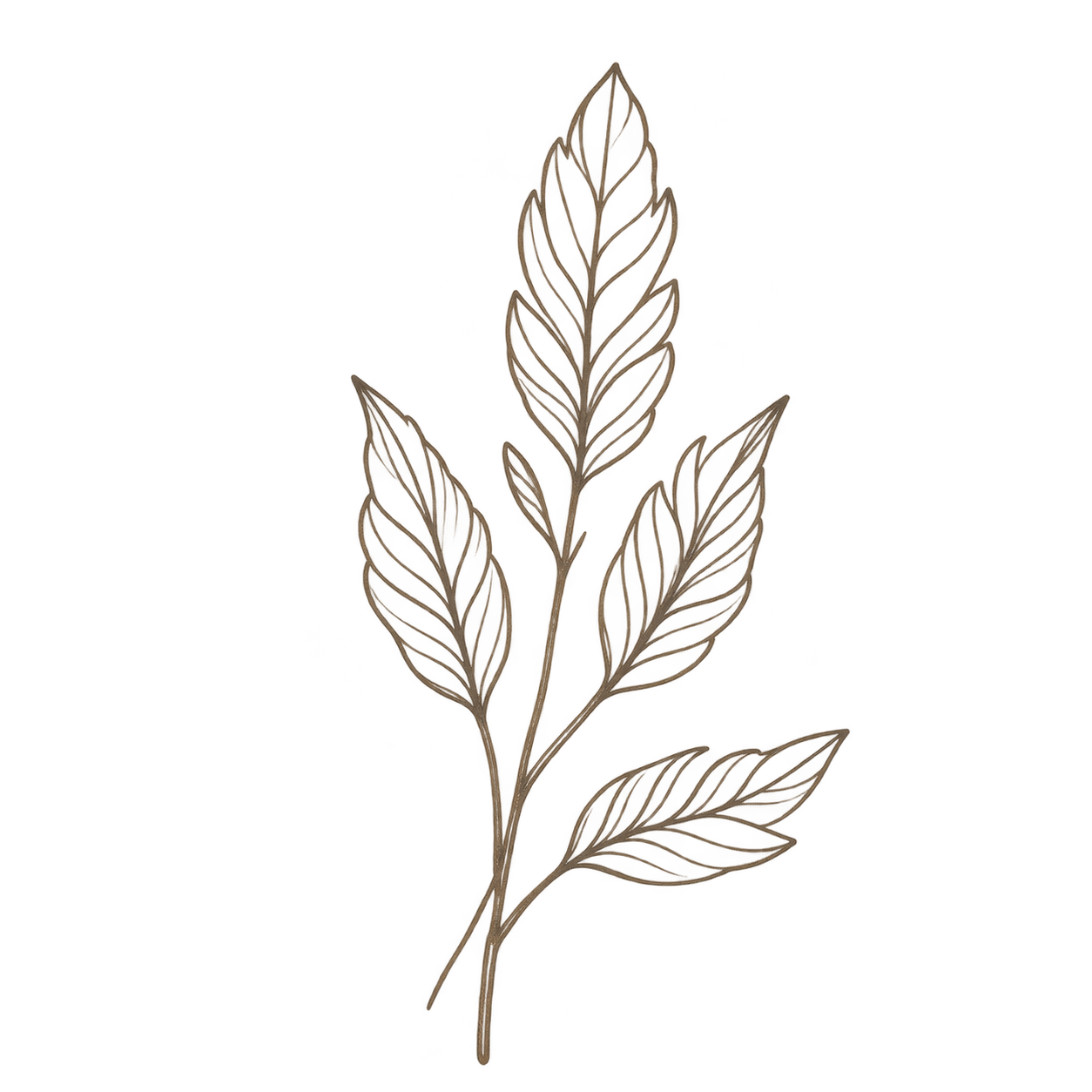 Illustration botanique